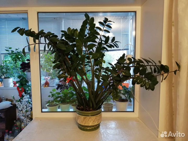 Замиокулькас