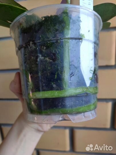 Орхидеи фаленопсис