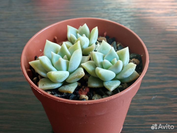 Суккуленты