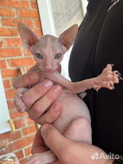 Лысые котята сфинкс