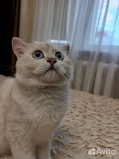 Британская серебристая шиншилла