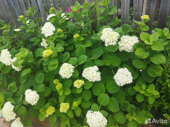 Гортензия крупнолистная саженцы