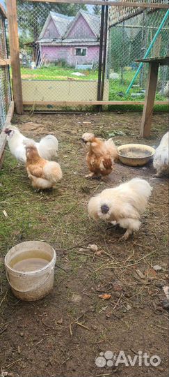 Китайские шелковые куры