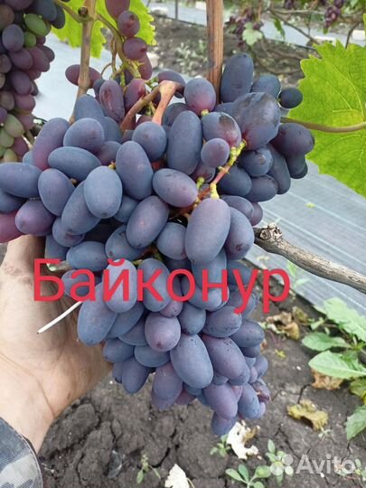 Саженцы винограда