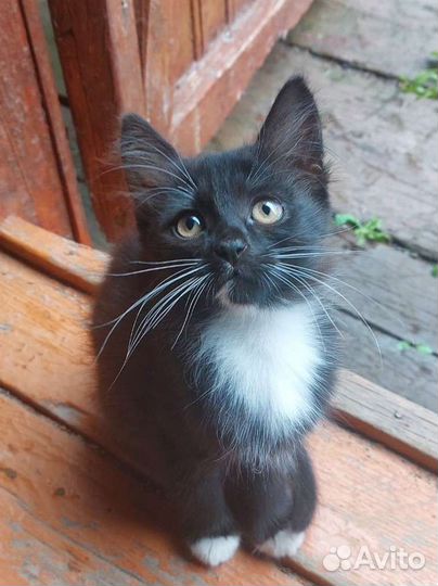 Черный котенок