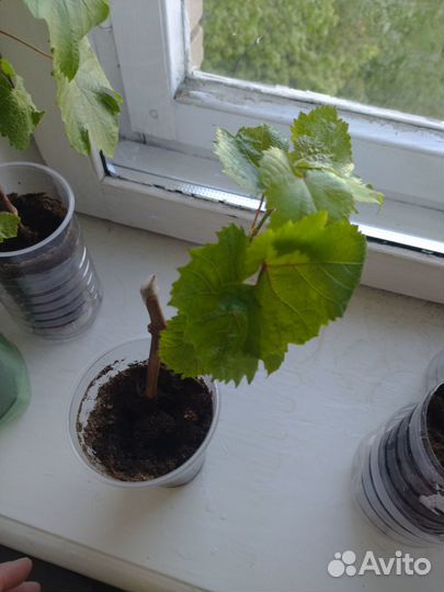 Саженцы винограда