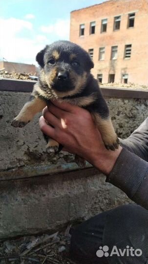 Малыши в добрые руки