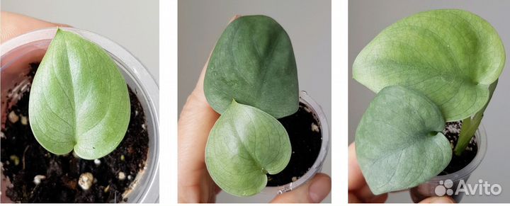 Фикус, филодендрон и др