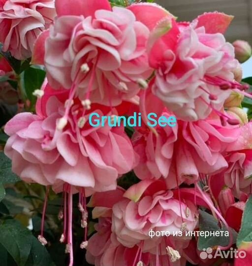 Фуксия сортовая