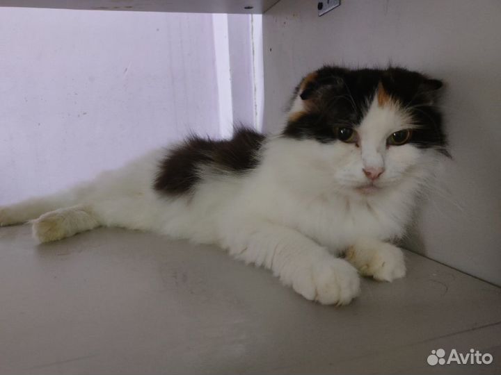 Фиона-2 вислоушка