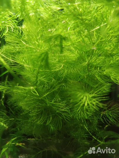 Роголистник. Аквариумное растение