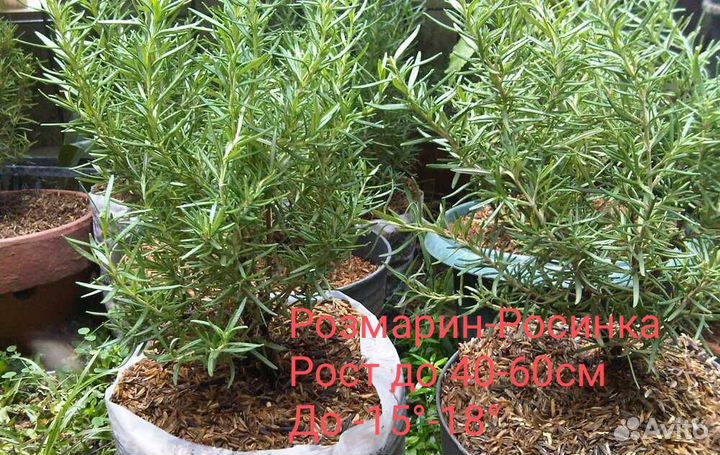Розмарин-Росинка