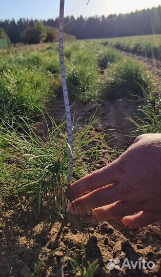 Саженцы сосны обыкновенной окс оптом