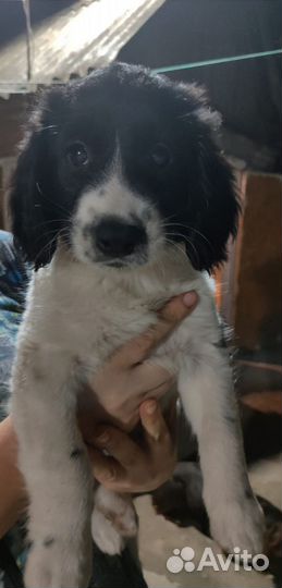 Собака в добрые руки отдам бесплатно