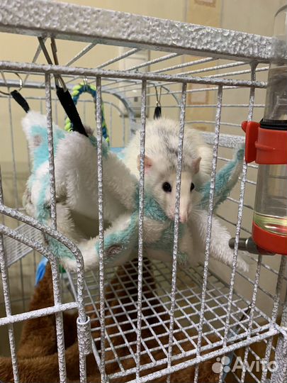 Крысы дамбо. Мальчики. Клетка