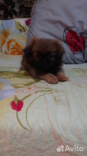 Пекинеса девочка