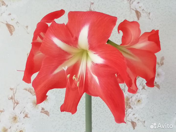 Детки гиппеаструм