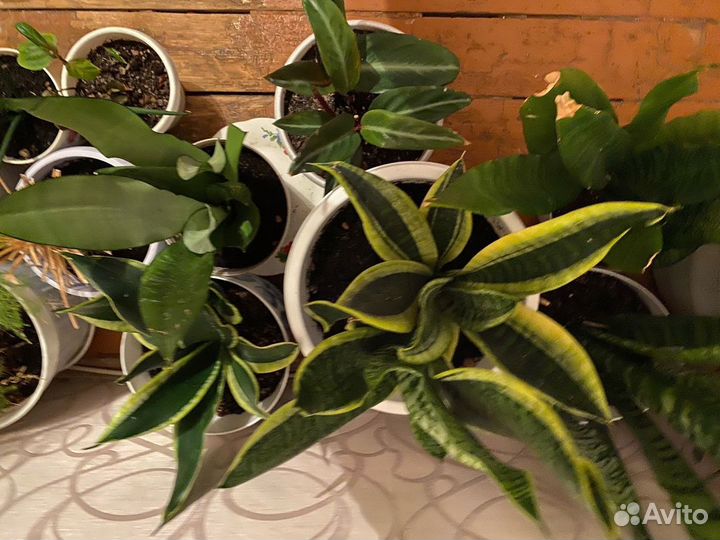 Продаю цветы Сансевиерии