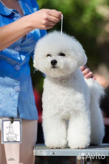Стрижка собак. Бишон фризе