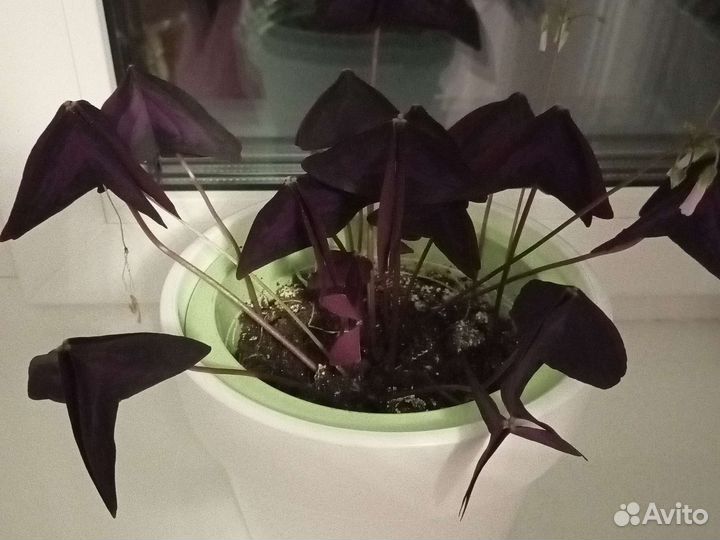 Кислица оксалис,чуткие бабочки