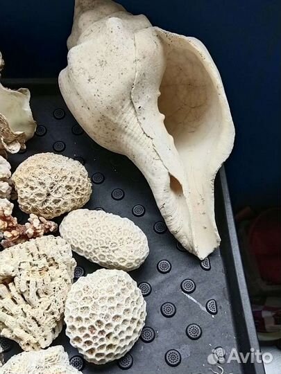 Камни коралловые натуральные, раковины морские