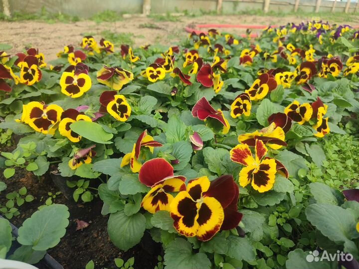 Рассада виолы для озеленения оптом