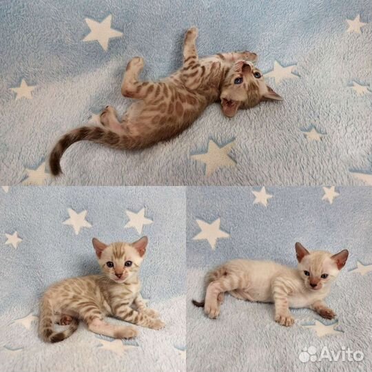 Снежные бенгальские котята