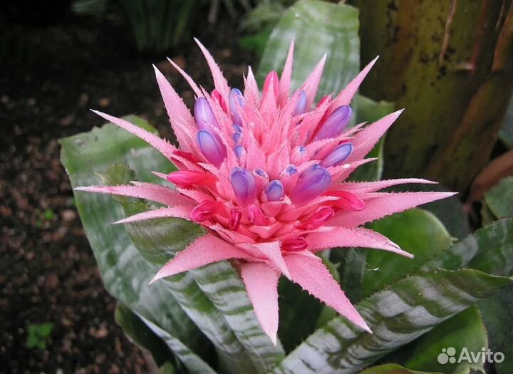 Детки Эхмея. 3 шт в одном горшке