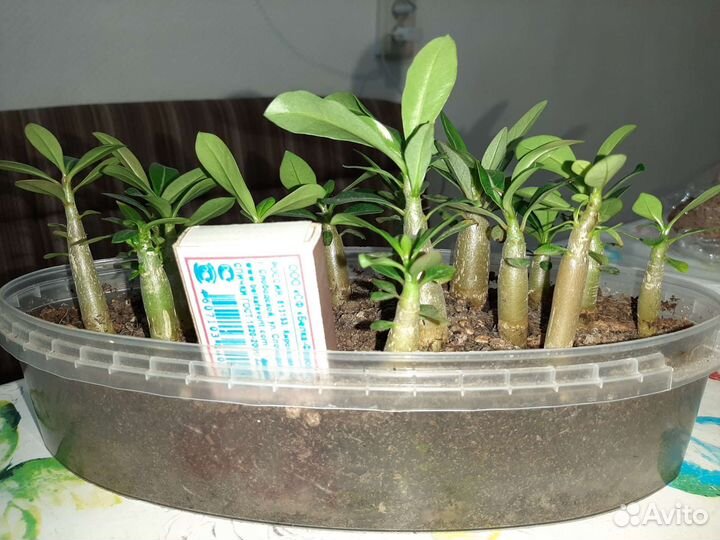 Адениум сеянцы