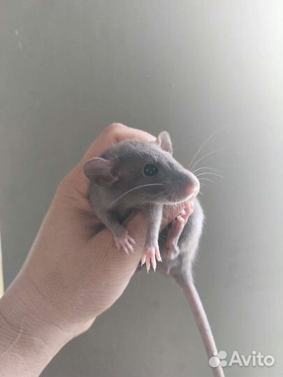 Крысята дамбо