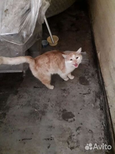Молодой ласковй котик