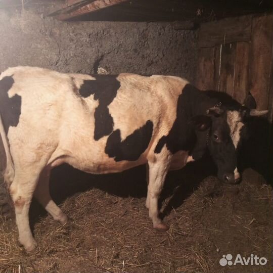 Домашние животные