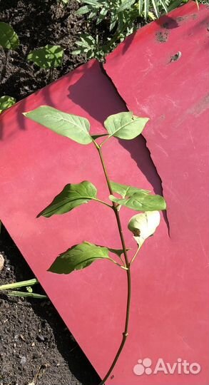 Саженцы сирени