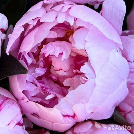 Букет из пионов с доставкой по Ростову-на-Дону