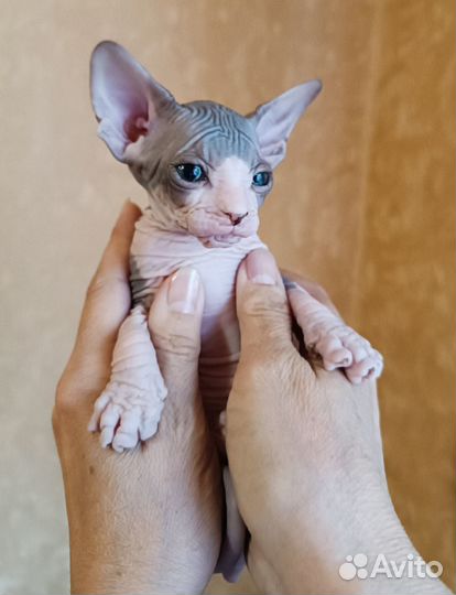 Котята канадского сфинкса