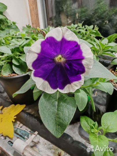 Вегетативная петуния воронеж