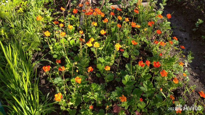 Гравилат Чилийский