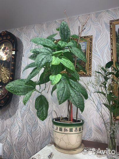 Клеродендроум Томпсона