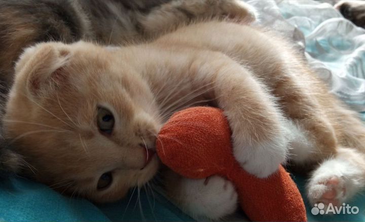 Вислоухий котенок в добрые руки