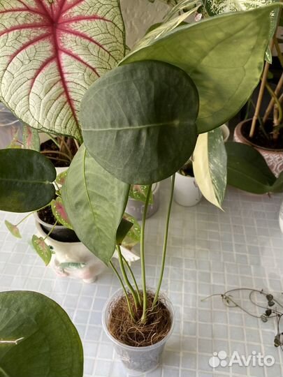 Anthurium peltigerum