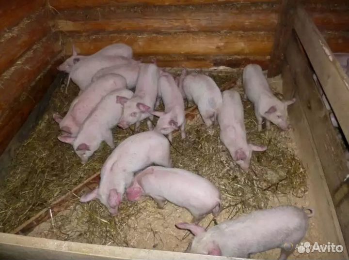 Поросята