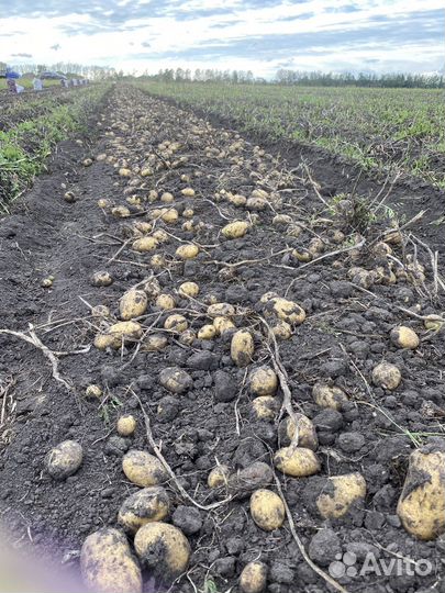 Продам семенной картофель