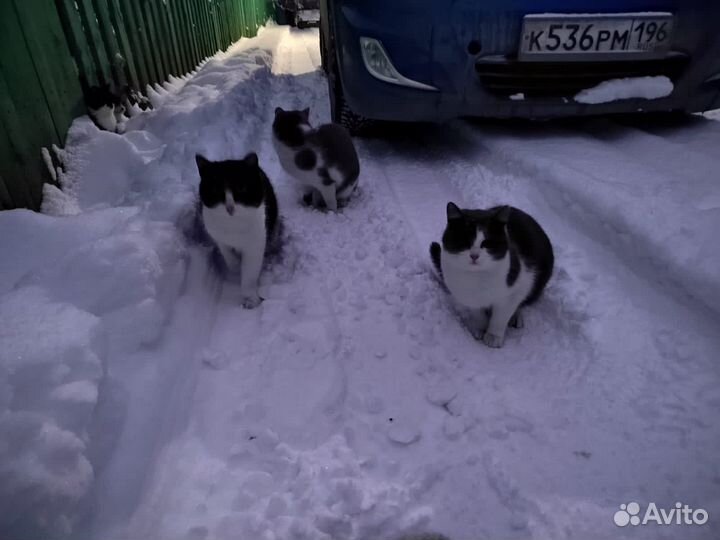 Молодые Кошки и коты бесплатно