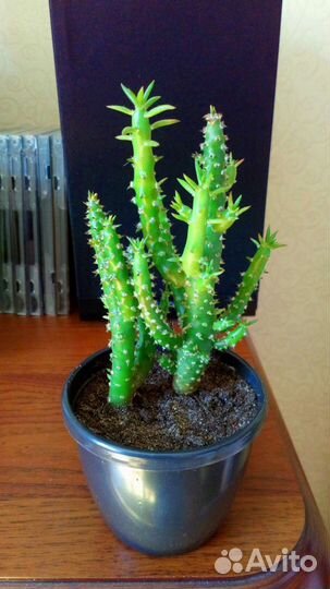 Аустроцилиндропунция, кактус