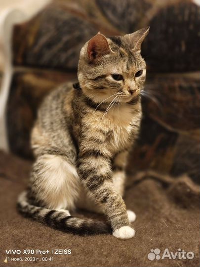 Кошечка Мася