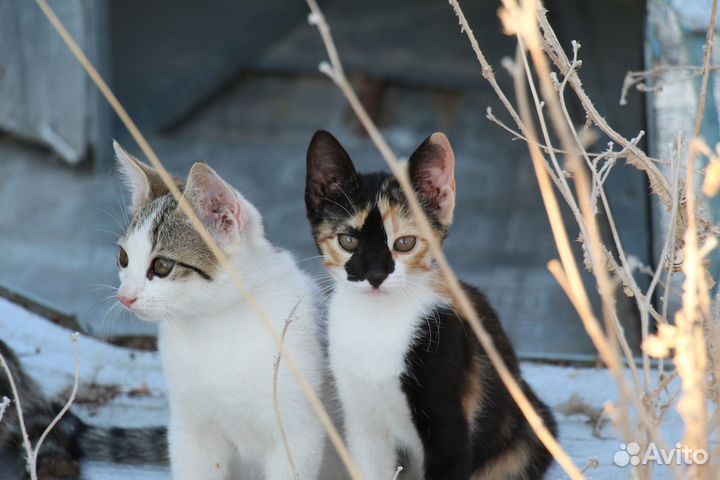 Отдам котят в добрые руки
