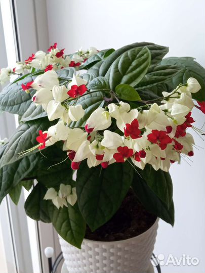 Клеродендрум