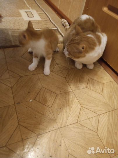 Котенок ярик