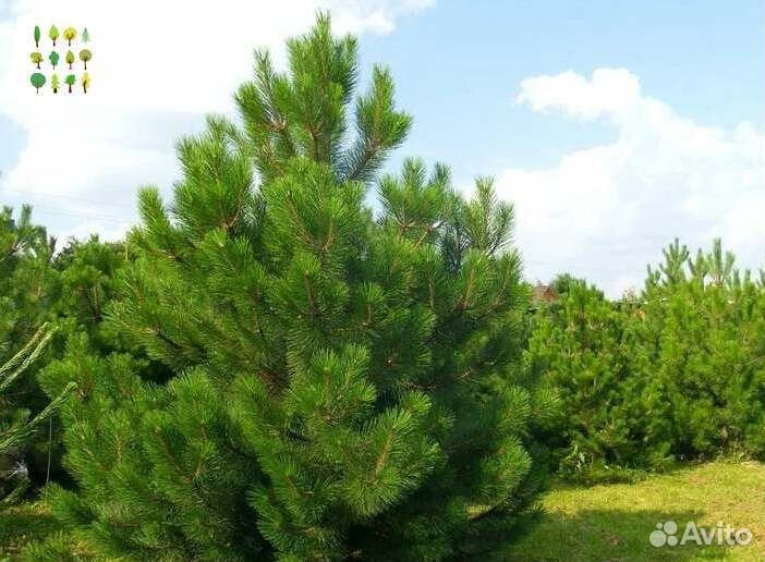 Крупномеры сосны с гарантией