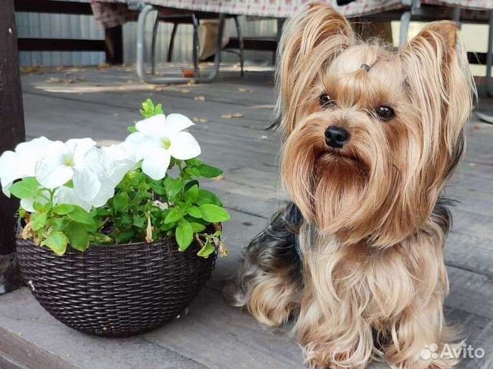 Йоркширский терьер